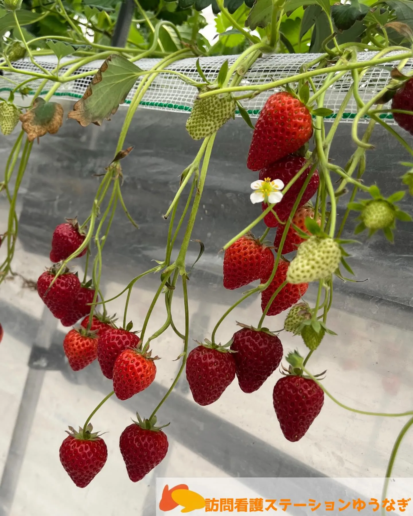 3月も終わりますね∩^ω^∩